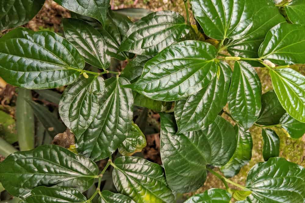 Khám bệnh, tư vấn sức khỏe và cấp thuốc miễn phí tại phường Nam Cường