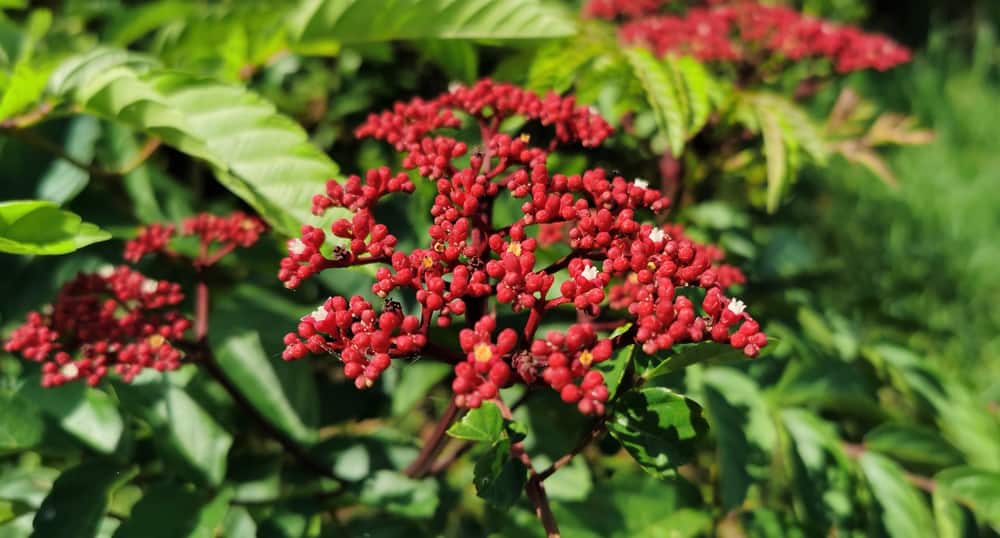 Mở rộng đối tượng tiêm vắc xin COVID-19 trong chiến dịch tiêm chủng lớn nhất lịch sử