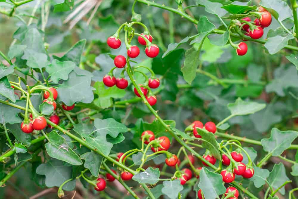 Trung tâm y tế thành phố Yên Bái tập huấn chăm sóc người bệnh viêm đường hô hấp do vi rút SARS-CoV-2